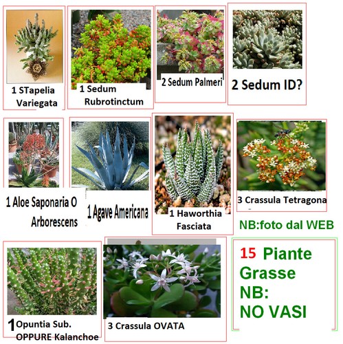Piante grasse radicate 10 - radicate,